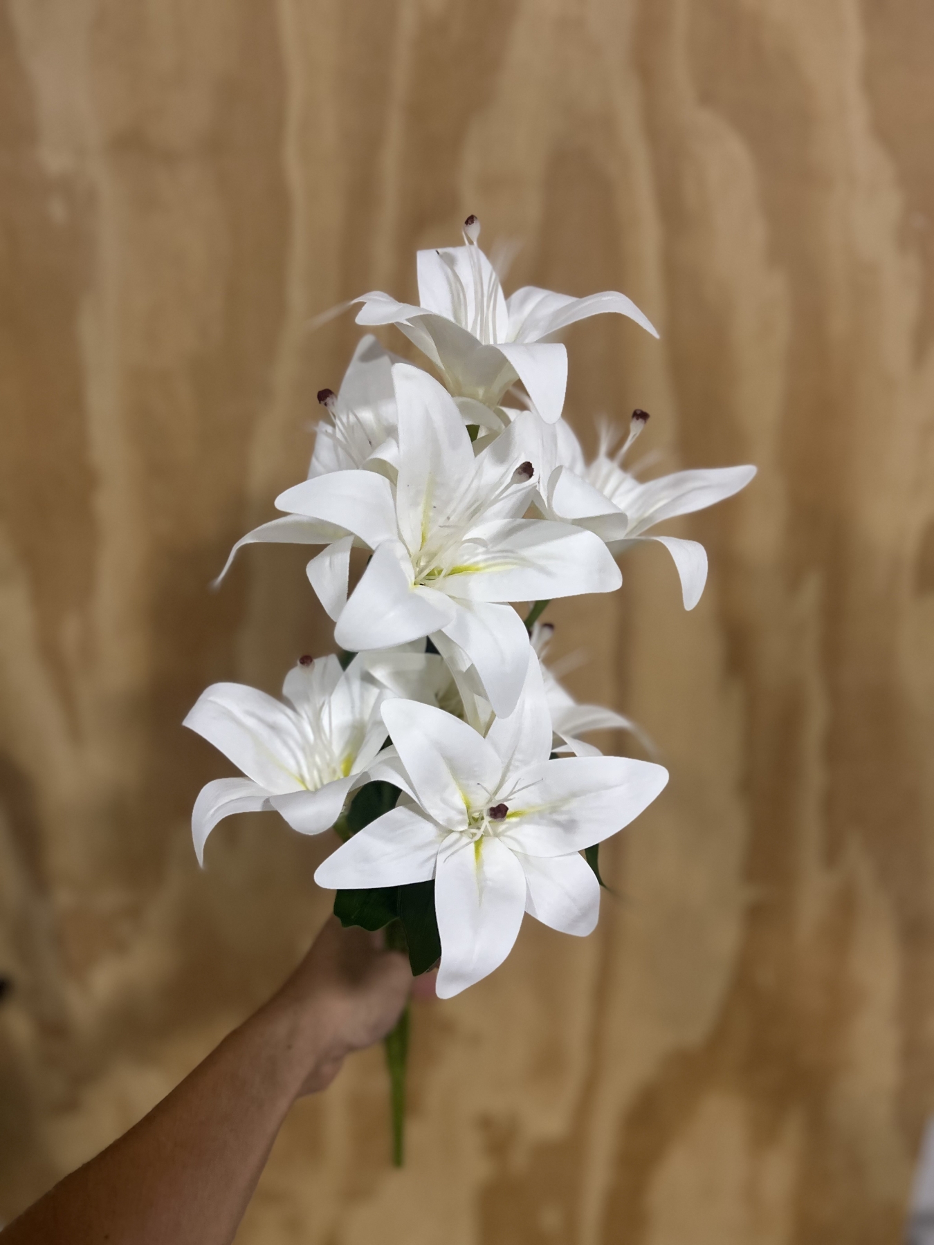 flor lírio branca