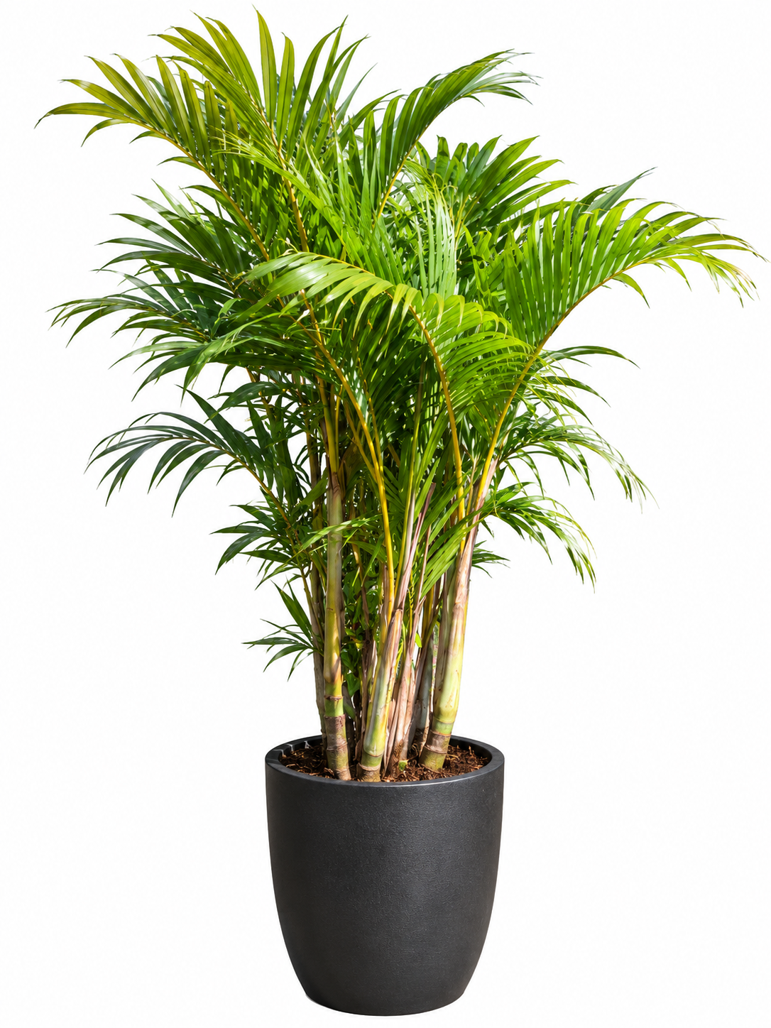 Plantas