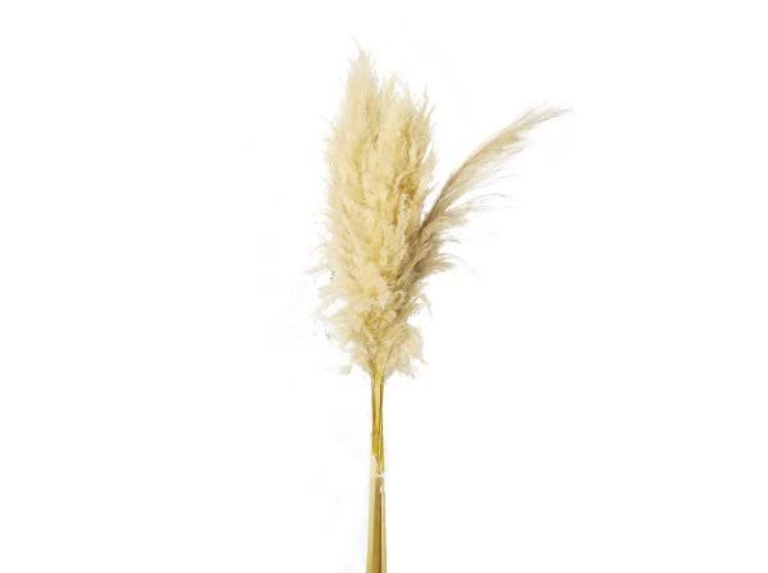 HASTE CAPIM DOS PAMPAS